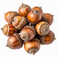 Brown Acorns Cluster on White Background Royalty Free Stock Photo