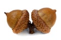 Brown Acorns close-up Royalty Free Stock Photo