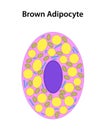 Brown Adipocyte (Brown Fat Cell). Royalty Free Stock Photo