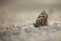 Brown admiral butterfly waiting on road Royalty Free Stock Photo