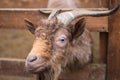 Brown adult goat Royalty Free Stock Photo