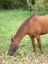 Brown adult horse eat grass