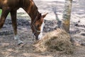 Brown adult horse eating dry hay, side view Royalty Free Stock Photo