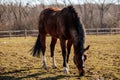 Brown adult horse with white spots on muzzle graze in the meadow behind a wooden fence, field in farm, portrait of beautiful Royalty Free Stock Photo