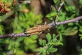 Brown adult male of endemic locust Pyrgomorphella serbica