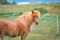 Brown adult mare horse on pasture in stallation