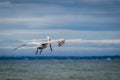 Brown adult pelican in flight over ocean Royalty Free Stock Photo