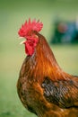 Brown adult rooster with the open beak