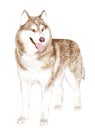 Brown Adult Siberian Husky Dog