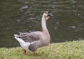 Brown African Goose walking in the grass in Dallas, Texas. Royalty Free Stock Photo