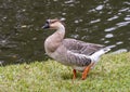 Brown African Goose walking in the grass in Dallas, Texas.