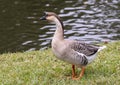 Brown African Goose walking in the grass in Dallas, Texas.