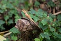 Brown agama on log and leaves