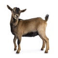 Brown agouti pygmy goat, isolated on white background Royalty Free Stock Photo