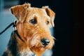 Brown Airedale Terrier Dog Close Up Portrait.