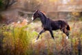 Brown Akhal-Teke foal Royalty Free Stock Photo