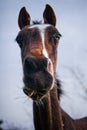 Brown Akhal-Teke foal