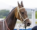 Brown akhal-teke horse stallion portrait. Royalty Free Stock Photo