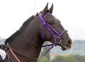 Brown akhal-teke horse stallion portrait. Royalty Free Stock Photo