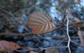 Brown alder autumn leaf on a tree branch Royalty Free Stock Photo