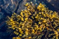 Brown algae in clean sea water Royalty Free Stock Photo