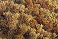 The brown algae Cystoseira mediterranea