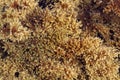 The brown algae Cystoseira mediterranea