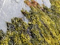 Brown algae, fucus