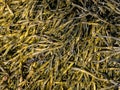 Brown algae, fucus Royalty Free Stock Photo