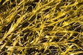 Brown algae, fucus Royalty Free Stock Photo