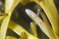 Brown algae (fucus). macro