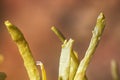 Brown algae (fucus). macro Royalty Free Stock Photo