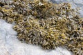 Brown algae fucus on a stone close-up Royalty Free Stock Photo