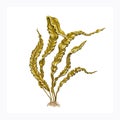 Brown algae Saccharina latissima Royalty Free Stock Photo