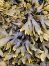 Fucus spiralis spiral wrack growing on a rock