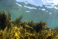 Brown Algae Seaweed, NZ