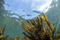 Brown Algae Seaweed, NZ