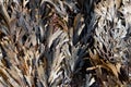 The brown algae toothed wrack Fucus serratus