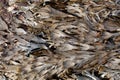 The brown algae toothed wrack Fucus serratus