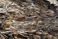 The brown algae toothed wrack Fucus serratus