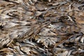 The brown algae toothed wrack Fucus serratus