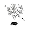 Brown algae vector illustration. Isolated drawing on white background.