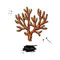 Brown algae vector illustration. Isolated drawing on white Royalty Free Stock Photo