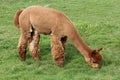 Brown Alpaca