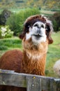 Brown alpaca close up