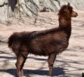 A Brown Alpaca