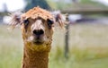 Brown Alpaca head shot front view close up on green background. Farming in Sonoma County California. Blurred Background