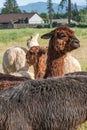 A brown alpaca lifts its head above a group of alpacas