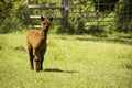 Brown alpaca baby on the farm Royalty Free Stock Photo