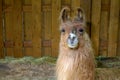 Brown llama lama farm animal wool farming agriculture rural field